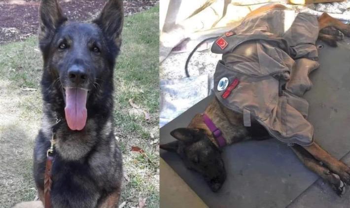 terremoto turchia cane 