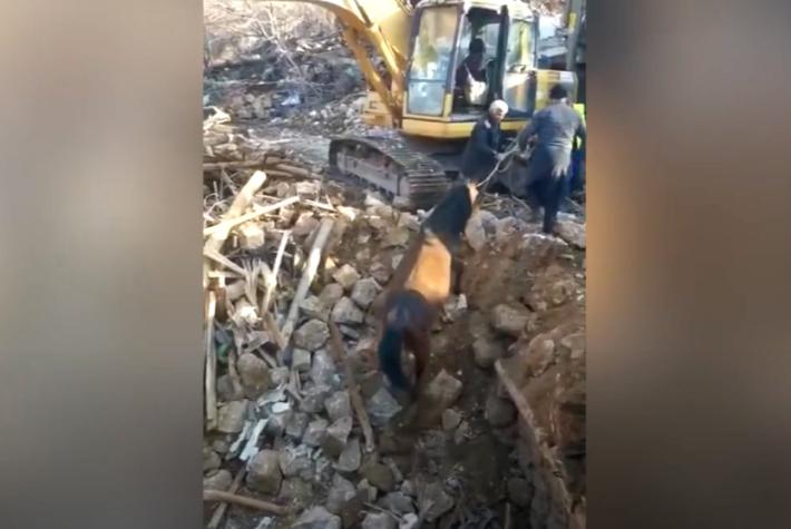 Nuovo miracolo: un cavallo viene estratto vivo 21 giorni dal terremoto  - Video