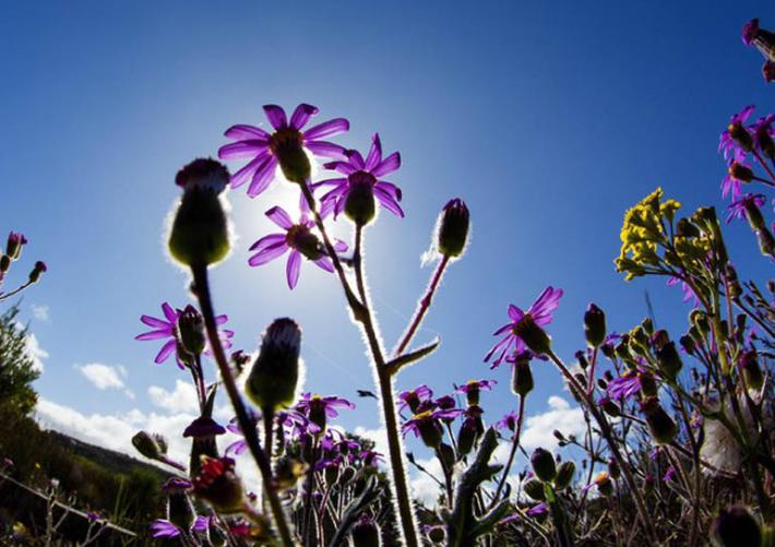 In arrivo Primavera da mercoledi', salgono temperature