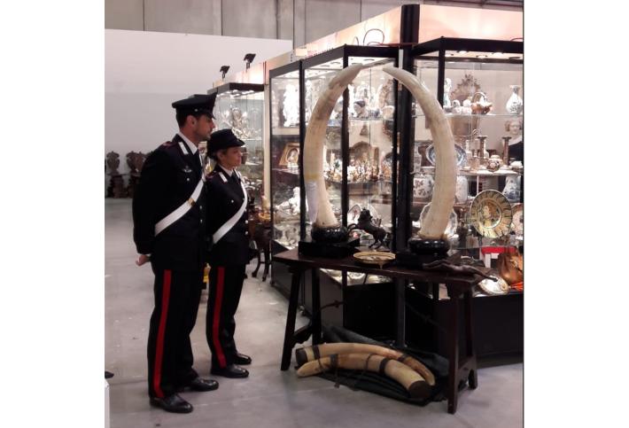 &ldquo;Controlli dei Carabinieri Forestali e del Nucleo Carabinieri Cites al Mercanteinfiera di Parma: sequestrati alcuni oggetti in avorio per un valore stimato di circa 1000 Euro e denunciata una persona.