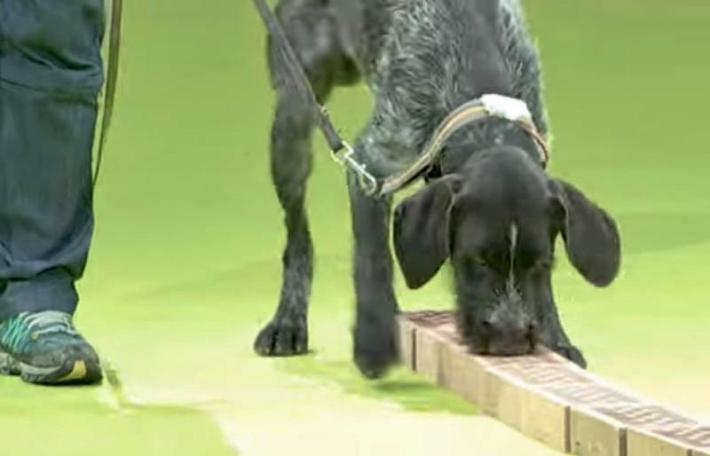 Parkinson, via al progetto di ricerca  con i &laquo;supercani&raquo;