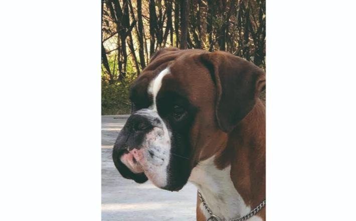 &laquo;Mi hanno avvelenato anche Levante: &egrave; il terzo cane. Ma un sospetto ce l'ho&raquo;