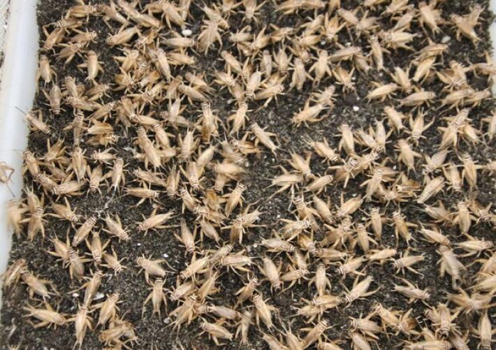 Lollobrigida, firmati 4 decreti per vendita farine insetti