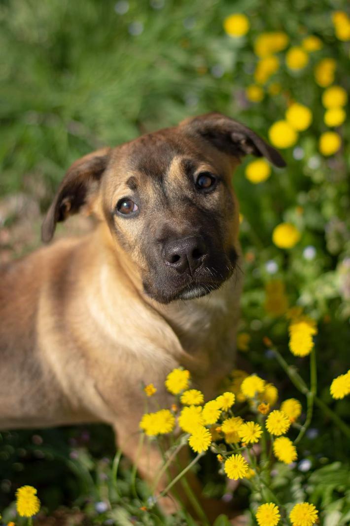 Aki soffre chiuso nel box: chi vuole liberarlo?