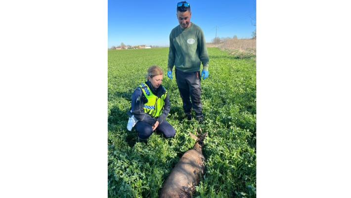 Capriolo investito a Ragazzola