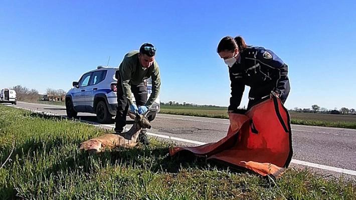 Camionista investe un capriolo ma  non si ferma: multato
