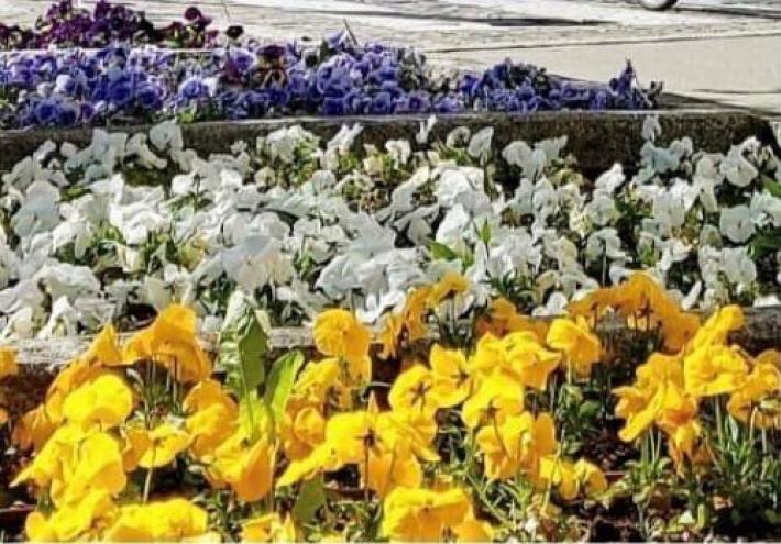 Spariscono dalle aiuole del centro i vasi delle violette del pensiero