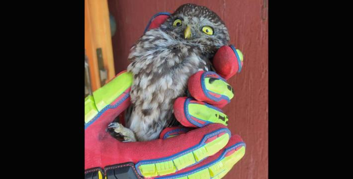 Salvata civetta incastrata in una canna fumaria