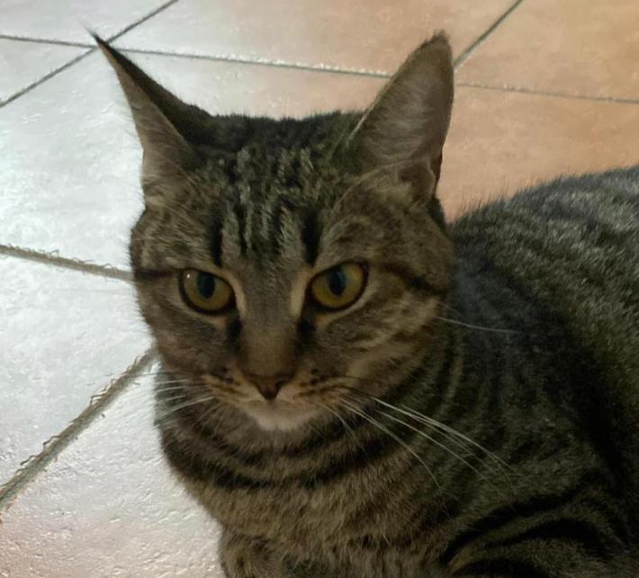 Chi ha visto Maggy? Si &egrave; persa in zona via Palestro. viale Berenini