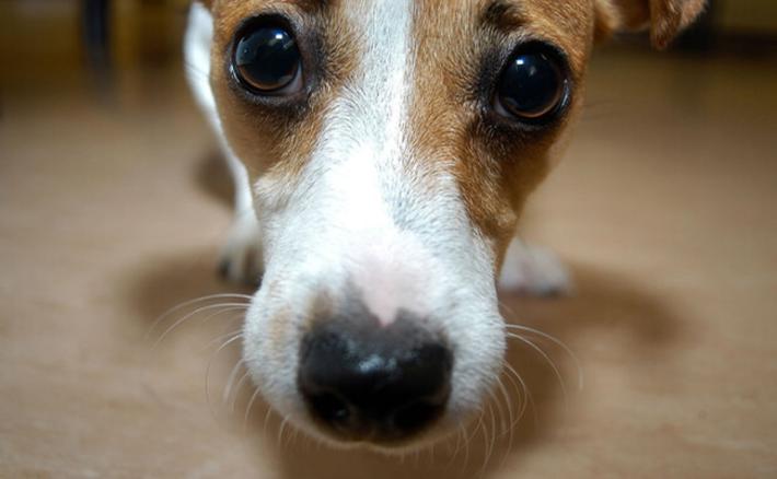 Non ha soldi per le cure e cane muore, esposto Aidaa a procura