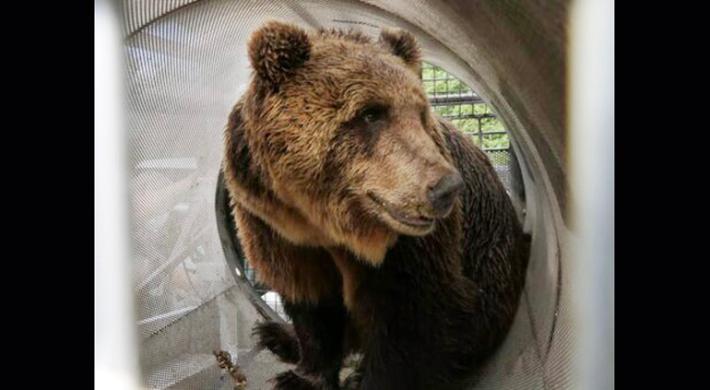 Padre del runner morto: " Comodo uscirne uccidendo animale!"