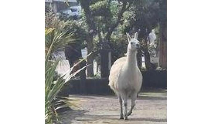 Lama scappa da circo e corre sulla 'via dello jogging' a Genova