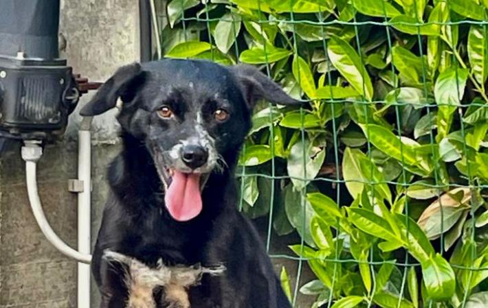 Chi vuole adottare Tommy 