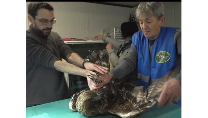 &laquo;L'aquila &egrave; morta&raquo;. Ma non &egrave; vero: si era guastato il localizzatore