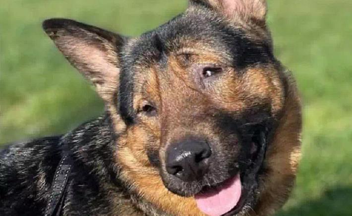 Il cane cieco Marley cittadino onorario di Marina di Ravenna