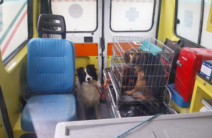 Aiuto agli animali alluvionati