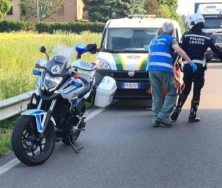 Capriolo ferito recuperato in via Colorno