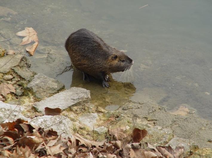 In provincia Piacenza ricompensa in denaro a chi uccide nutrie