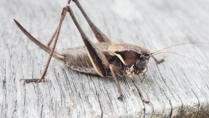 L'invasione dei grilli mormoni: &egrave; emergenza in Nevada per le strade scivolose