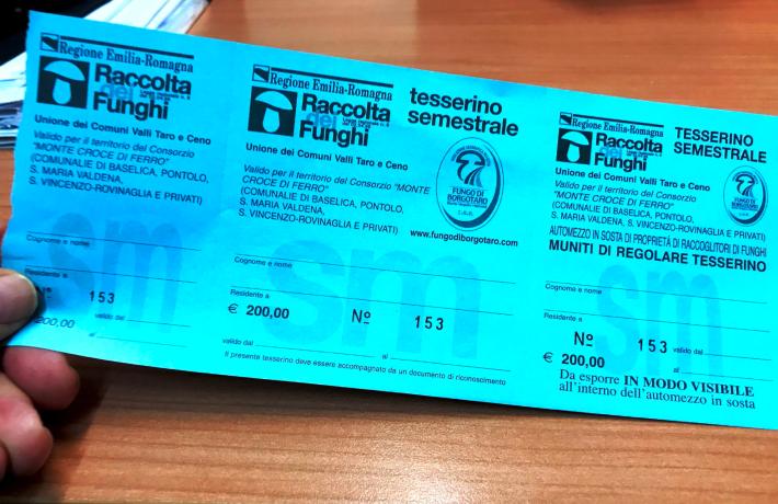 Moltissimi funghi, zero tesserini: se li raccogli possono multarti
