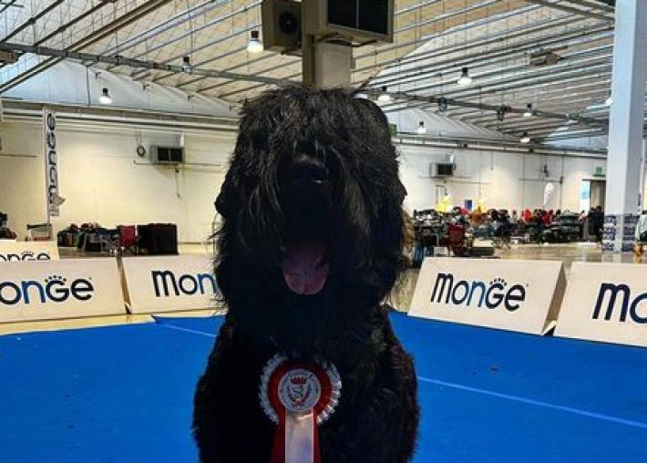 Cecilia, la campionessa:  un cane  da medaglia d'oro