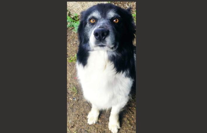 Appello urgente per Rocky 