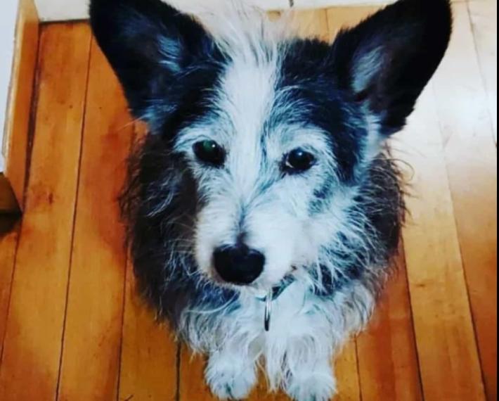 Ciuffo si &egrave; smarrito in via Bruno Longhi... lo avete visto?