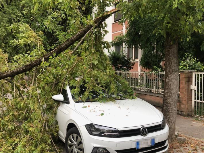 Parma, ramo spezzato in via Palestro. Auto danneggiata