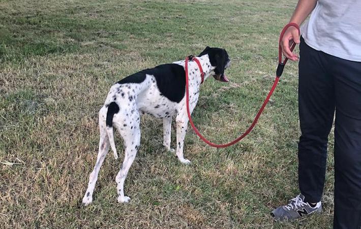 Ritrovato un cane da caccia nella zona di via Budellungo il 5 luglio