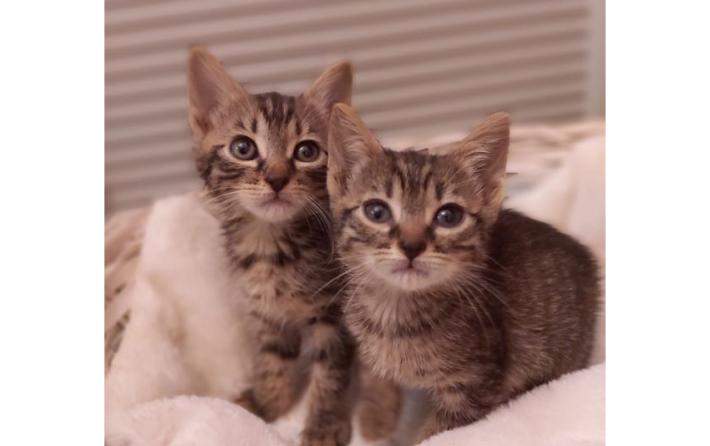 Fidenza:  gattini abbandonati da adottare