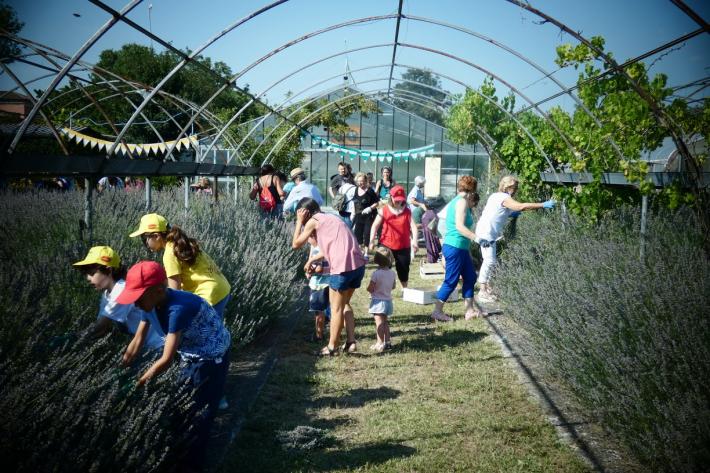 Domani torna la Festa della lavanda: la Provenza alle porte di Parma