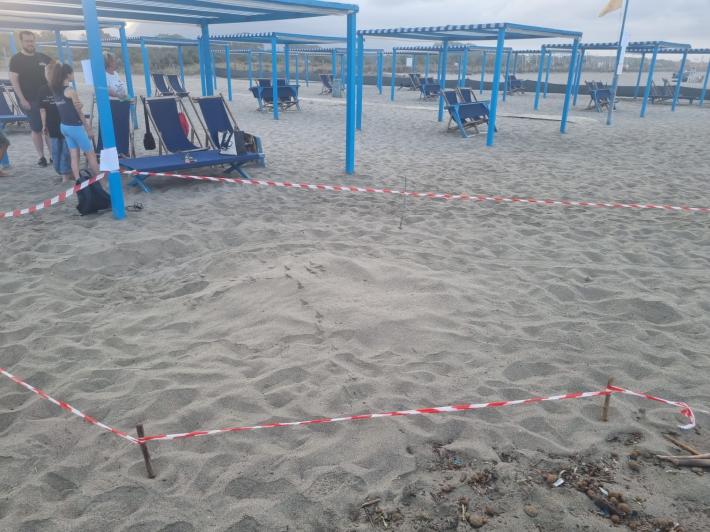 Altre due tartarughe marine hanno cercato di nidificare a Forte dei Marmi