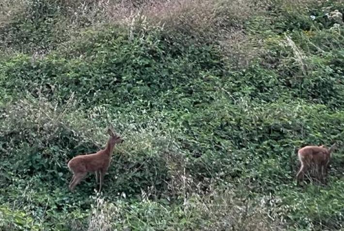 Caprioli sul greto della Parma all'altezza di ponte Caprazucca