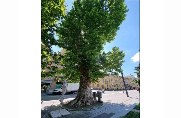 Nuovi alberi monumentali in citt&agrave;. La Regione approva dodici esemplari e li candida per l&rsquo;inserimento nell&rsquo;Elenco degli Alberi monumentali d&rsquo;Italia