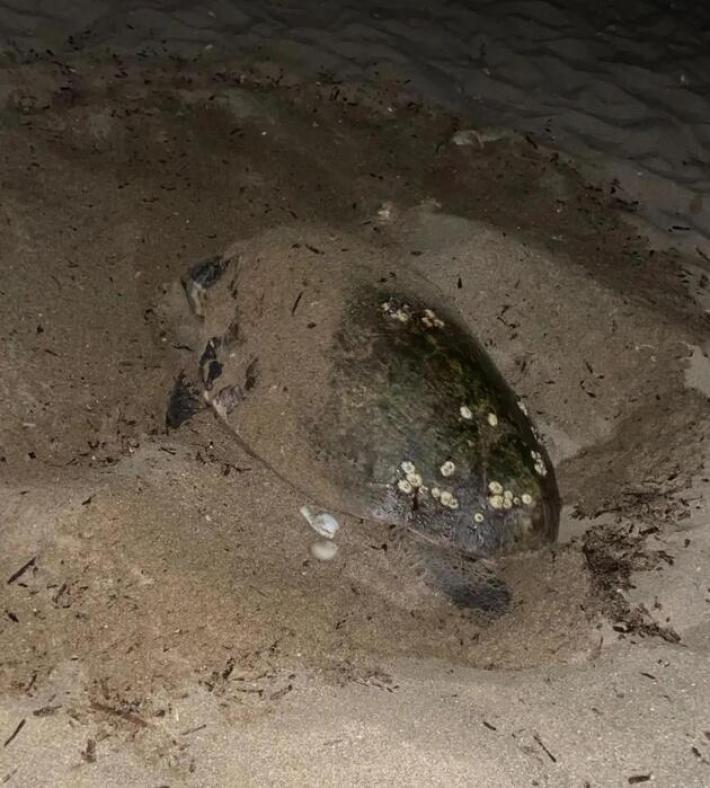 Tartaruga marina deposita 123 uova in spiaggia sud Sardegna