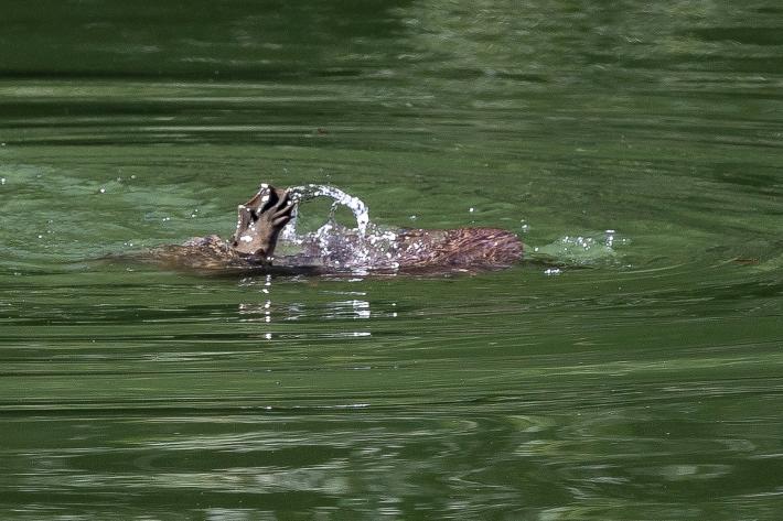 Tartaruga gigante nel laghetto del parco Ducale: come chiamarla? Sondaggio: votate il nome 