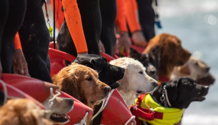 Cani-bagnino salvano 5 ragazzi in mare a Forte dei Marmi