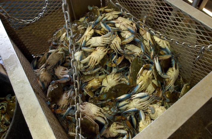 Guerra al granchio blu, in un anno ha dimezzato la produzione di cozze e  vongole