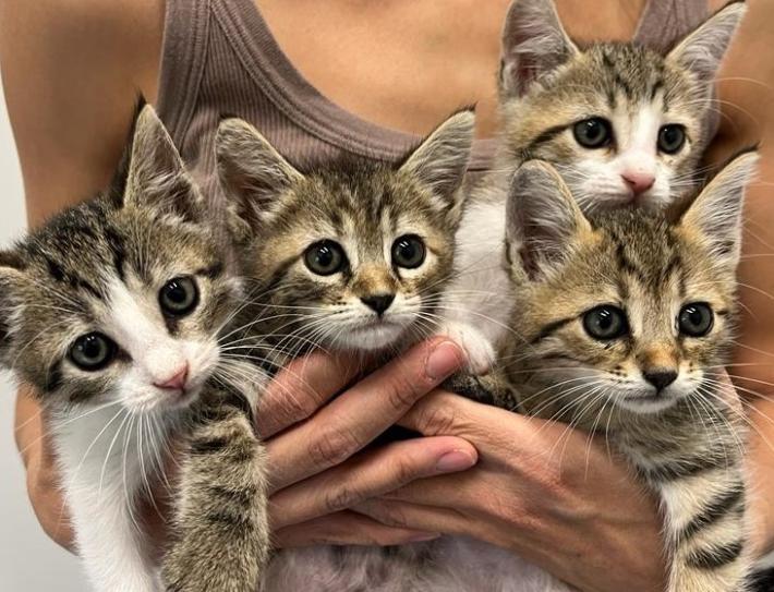 SOS per quattro orfanelli