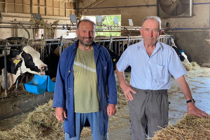 All'alba in stalla   perch&eacute; le mucche non vanno in ferie