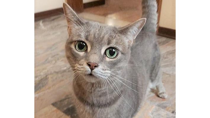 Fidenza, appello per gattina dopo la morte della padrona