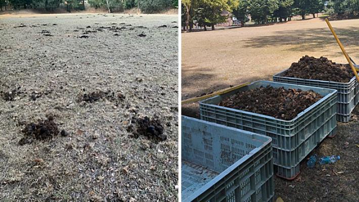 Il lascito du Cirque Bidon (contati, 150 escrementi) - Foto 