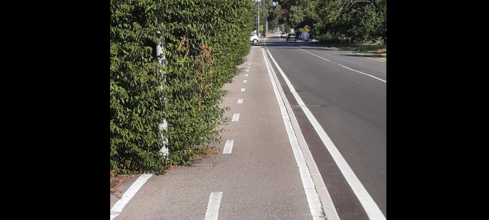 Strada Margherita: la pista ciclabile... invasa dal verde