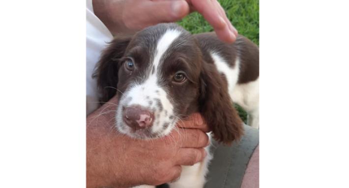 Bosco dove sei? Ricerche a Bardi e Compiano