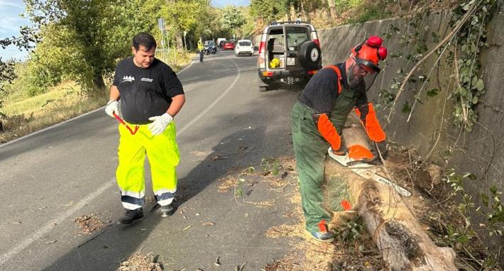 Salsomaggiore, due alberi sono caduti per le raffiche di vento: code e disagi, ma nessuna persona &egrave; rimasta coinvolta