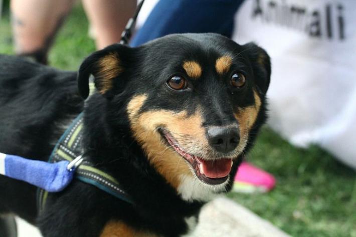 Ciao Tommy, se ne &egrave; andata l'adorabile mascotte dell'Enpa 
