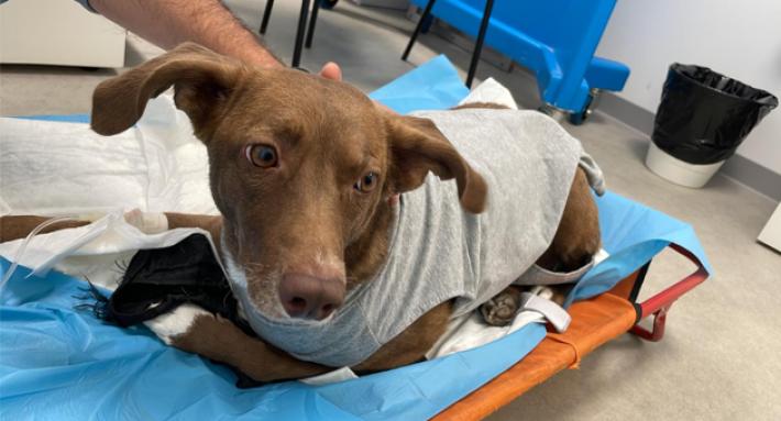 Il killer dei cani  ci prova due volte in via Carmignani