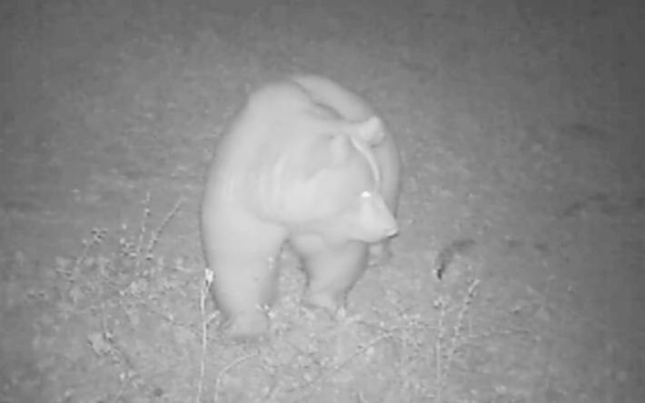 Ritrovata morta l'orsa F36. Era ricercata per la cattura