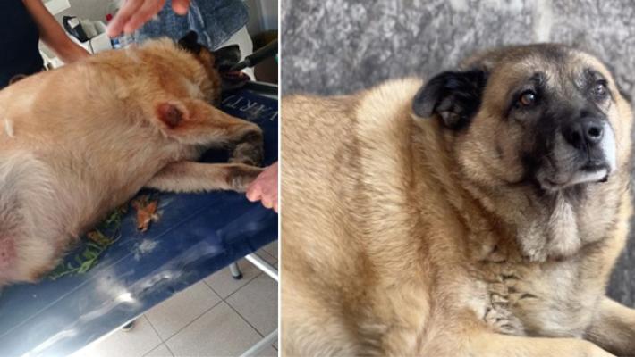 Il cane Pippo &egrave; in sovrappeso e il Comune ordina la dieta