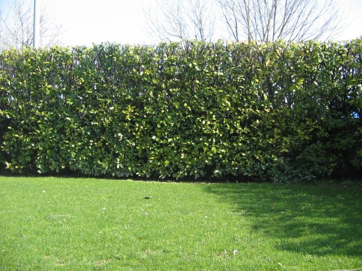 Scegliere la Siepe Giusta: oltre la tradizionale Photinia